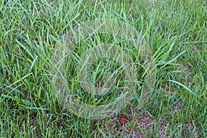 Tall Fescue   810483