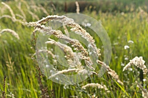 Tall field grass sweeps