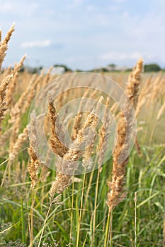 Tall field grass sweeps against sky