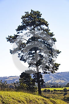 Tall Fir Tree Surrounded by Open Green Countryside