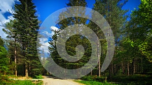 Tall Fir trees in the forest