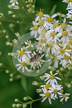 Tall flat-topped white aster Doellingeria umbellata, white flowers with yellow center disk