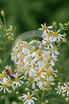 Tall flat-topped white aster Doellingeria umbellata, white flowers with a yellow center disk