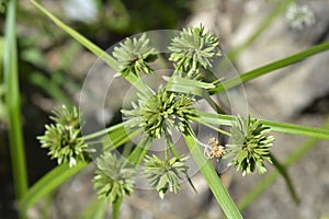 Tall flatsedge