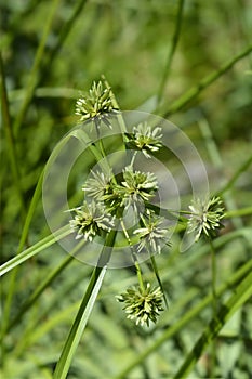 Tall flatsedge