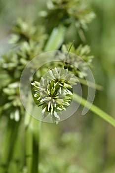 Tall flatsedge