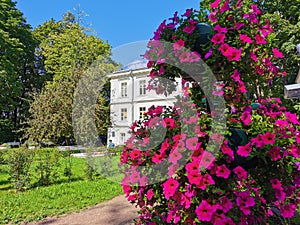 A tall flower bed with a red petunia on the background of a building, a tree and a blue sky in the park on a sunny summer day