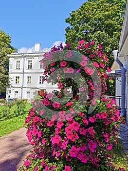 A tall flower bed with a red petunia on the background of a building, a tree and a blue sky in the park on a sunny summer day