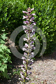 The tall flower of the plant Bear`s Breech a species of Acanthus