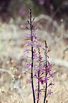 Tall flower spike and pink flowers of the saprophytic Australian native Rosy Hyacinth Orchid, Dipodium roseum, family Orchidaceae