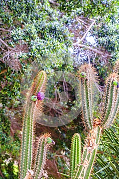 Tall flowering cactus