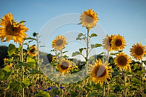 Tall flowers in a sunflower in a field in Germany