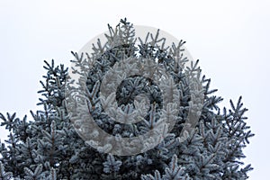 Tall forest blue spruce on an isolated background.Crown spruce