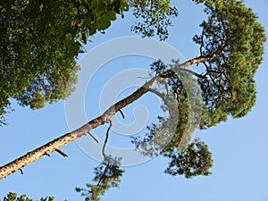 Tall forest pine tree against a blue sky in an inclined camera pose