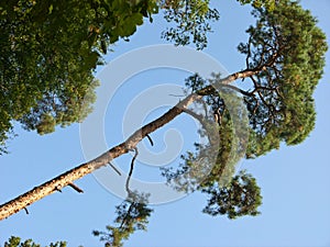 Tall forest pine tree against a blue sky in an inclined camera pose photo