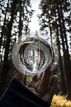 Tall Forest Trees Captured in Glass Ball Reflection Held in Fingers