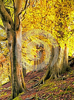 Tall forest trees on a hillside with sunlight shining though golden orange autumn leaves