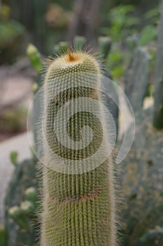 Tall Fuzzy Unusual Desert Cactus and Succulent