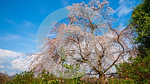 A tall giant old cherry blossum tree in the park in Kyoto