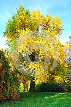 Tall gingko biloba tree in autumn