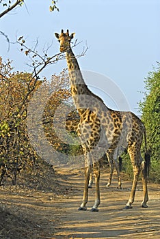 Tall Giraffe