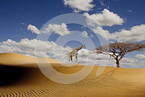 A tall giraffe in the African desert