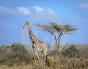 Tall giraffe crossing the savanna gracefully