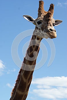 Tall Giraffe Looking at Me