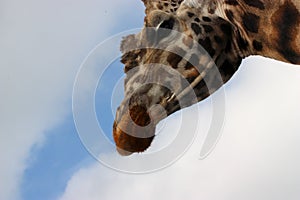 Tall giraffe neck