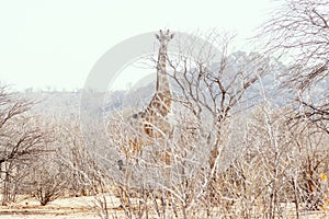 Tall giraffe in savanna