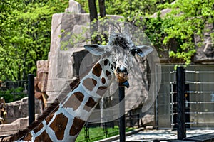 A Tall Giraffe Sticking its Tongue Out