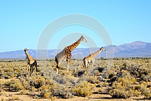 Tall giraffes in the savannah in South Africa. Wildlife conservation is important for all animals living in the wild