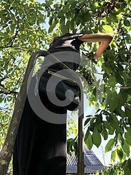 A tall girl stands on a ladder and picks fresh cherries from a tree photo