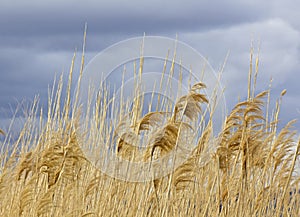 Tall Golden Grasses Blowing Against Storm Skies