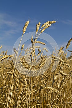 Tall golden wheat crop blowing in the wind