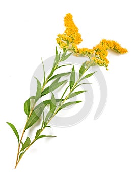 Tall goldenrod