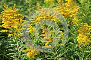 Tall goldenrod