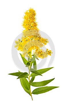 Tall goldenrod photo