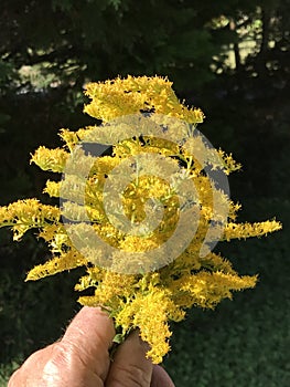 Tall Goldenrod Wildflower Bouquet - Solidago altissima photo