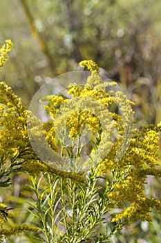 Tall Goldenrod Wildflowers - Solidago altissima