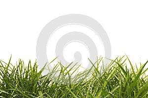 Tall grass photo