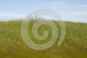 Tall grass