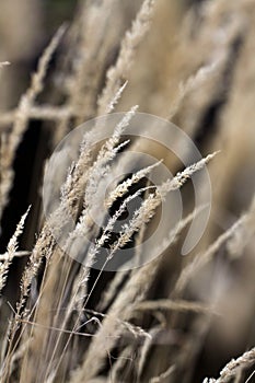 Through the tall grass