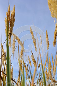 Tall grass against the blue sky