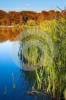 Tall grass in autumn