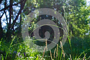 Tall grass backlit by the sun