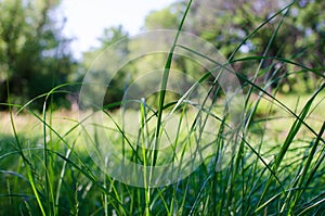 Tall grass backlit by the sun photo