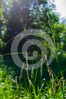 Tall grass backlit by the sun photo