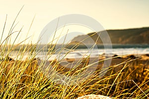 Tall Grass on Beach Sunset Outdoors Ocean Landscape Calm Warm Image