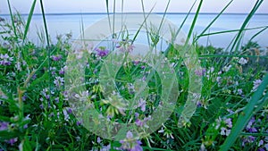 Tall Grass and beautiful flowers close up on the Ocean. Plants and tall plants by the beach.